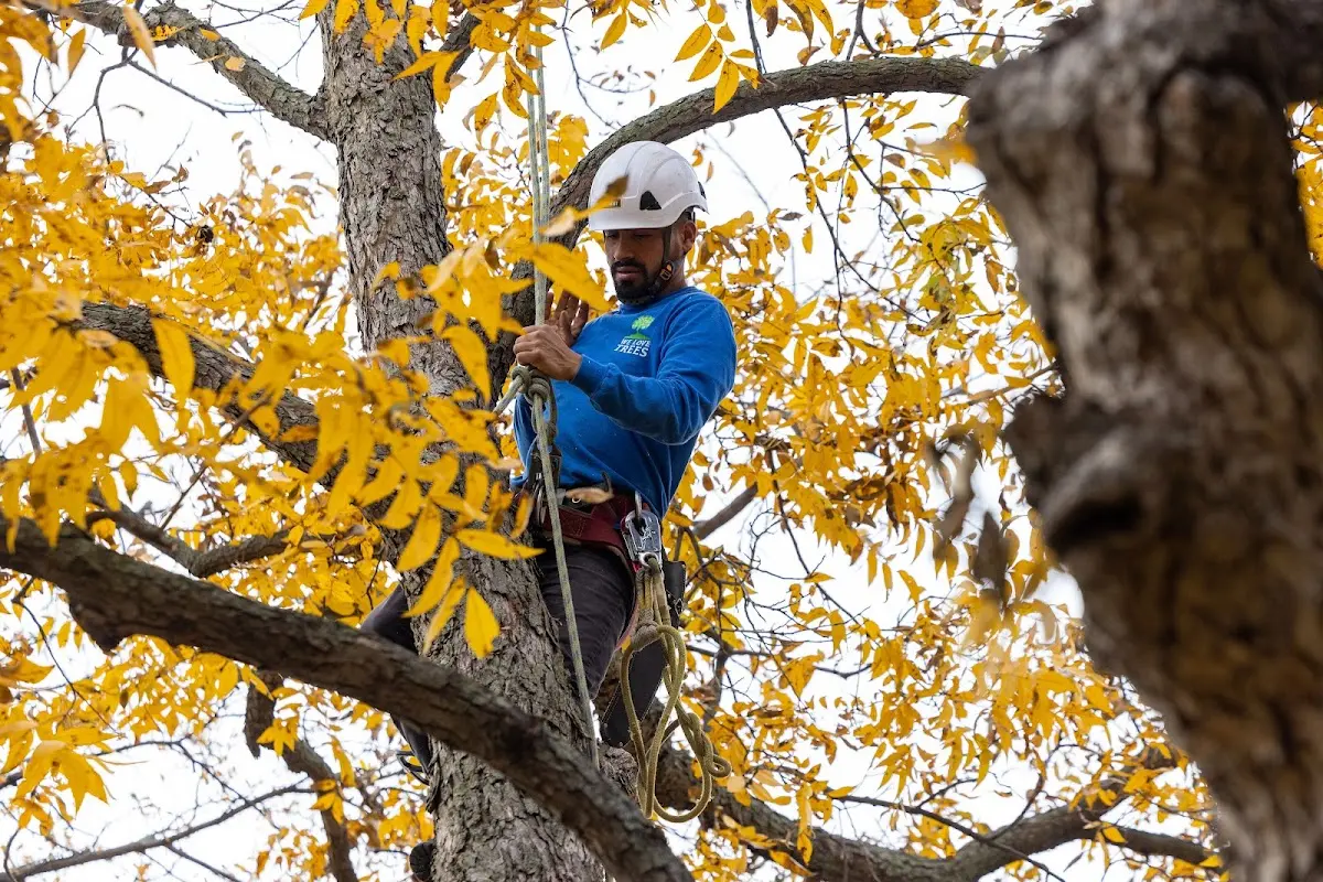 Skilled Storm Damage Cleanup crew working in Warm Springs